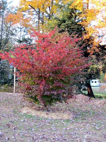 Kousa dogwood crop Oct 2024.jpg