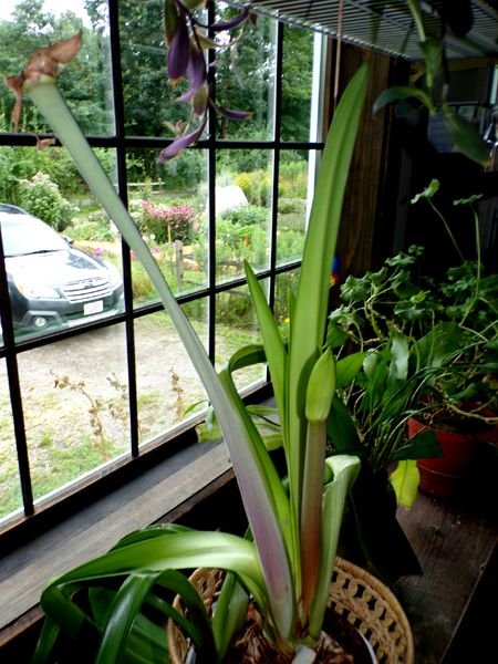 Amaryllis flowering again crop August 2024.jpg