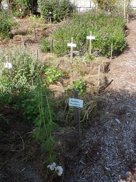 New Herb - Row 4, planted crop August 2023.jpg