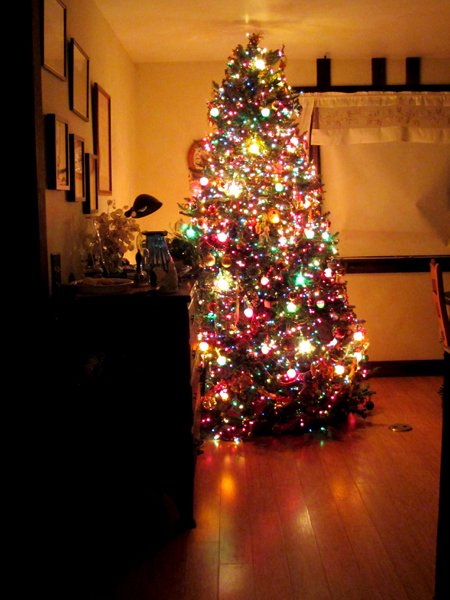 Last night of the Christmas tree crop Jan 2024.jpg