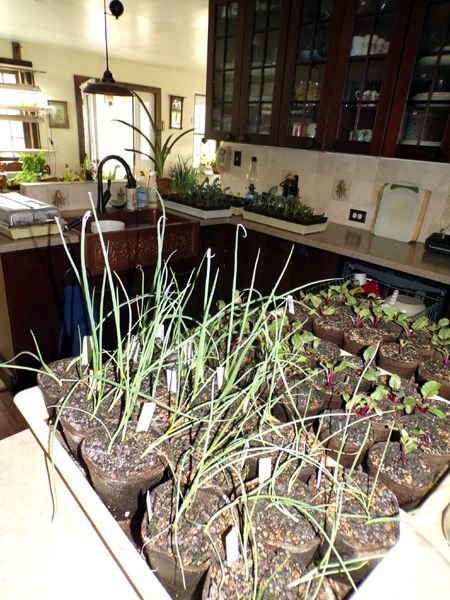 Seedlings from porch1 crop April 2023.jpg