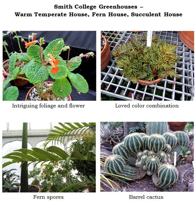 Smith greenhouses - various houses collage2 text crop Jan 2025.jpg