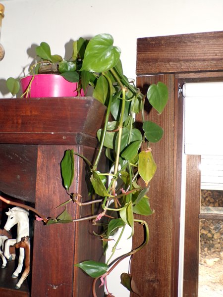 Philodendron on old desk crop Feb. 2023.jpg