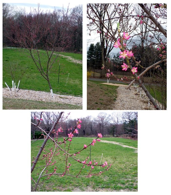 Little trees - peach buds- flowers collage crop April 2024.jpg