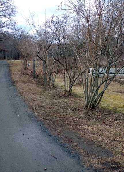 Fence gardens - raked out and pruned crop Feb. 2023.jpg