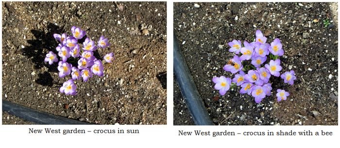 New West - crocus collage text crop March 2025.jpg