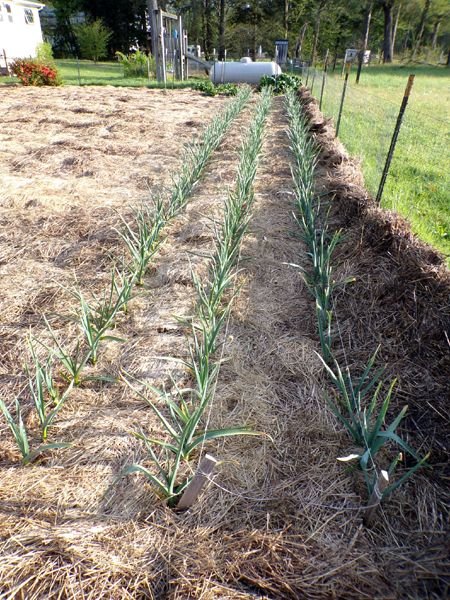 Big garden - garlic crop May 2024.jpg