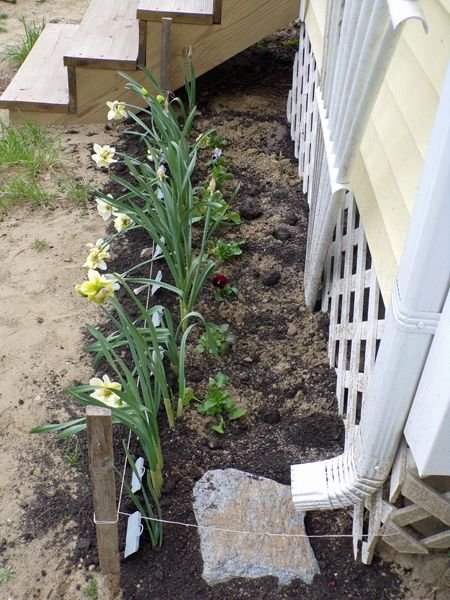 Back Porch - pansies planted crop April 2021.jpg