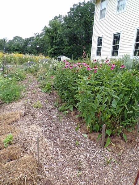 New Herb - Row 7, waiting crop July 2021.jpg