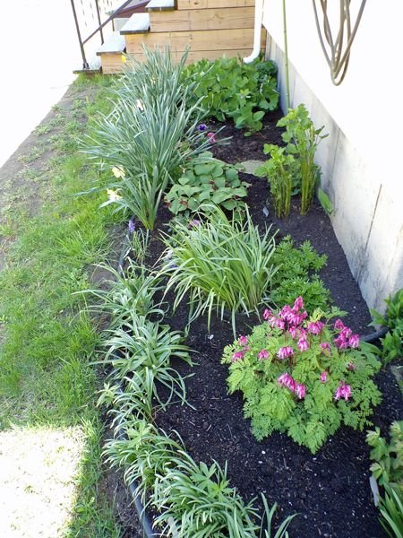 Old North - flowering crop May 2021.jpg