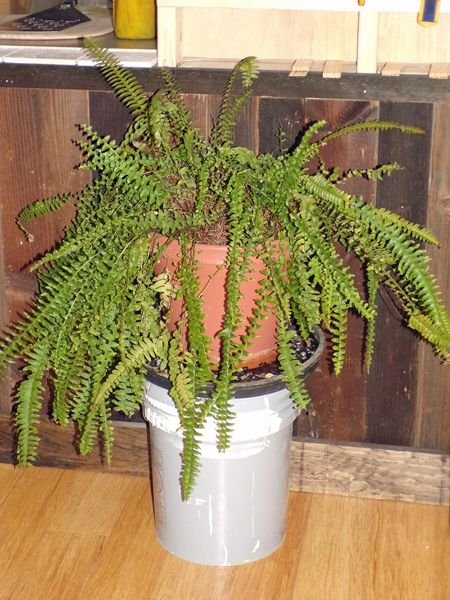 Boston fern crop Jan. 2022.jpg