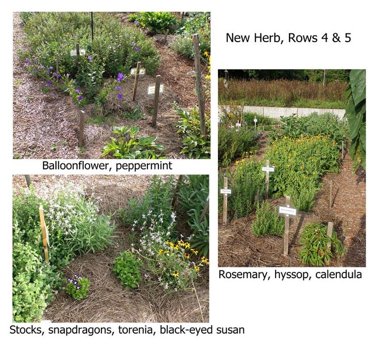 New Herb - Rows 4 and 5 color text crop August 2022.jpg