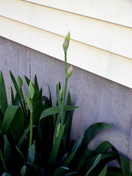 New West - white iris buds crop May 2024.jpg