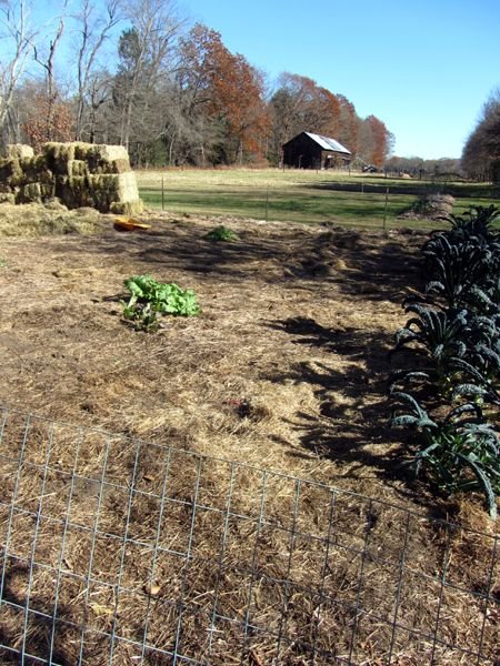 Big garden - all cleaned out crop Nov 2024.jpg