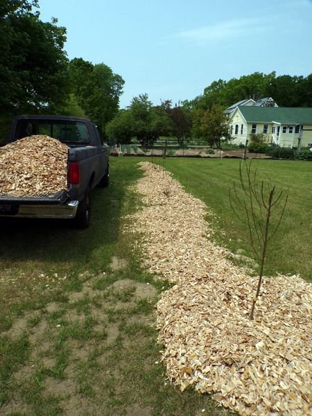 Little trees II - mulched crop May 2023.jpg