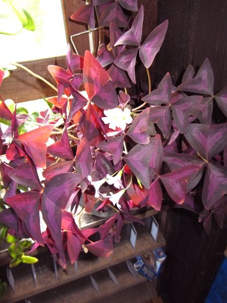 Oxalis flowers crop August 2024.jpg