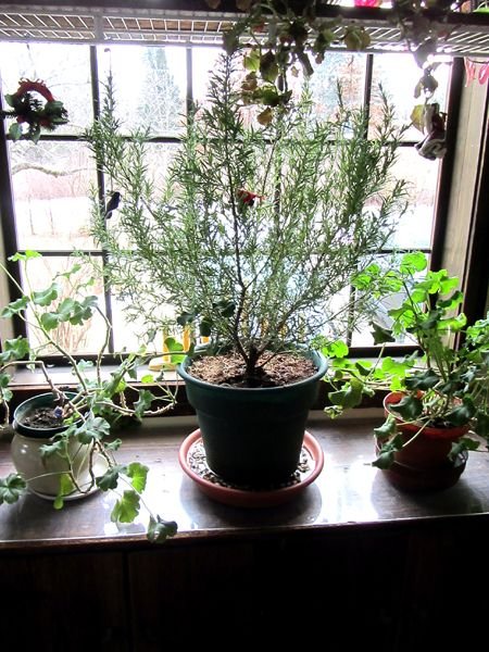 Rosemary - humdity tray crop Dec 2024.jpg
