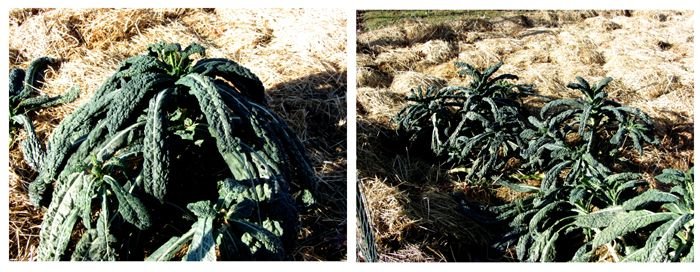 Big garden - kale recovered close-up collage crop Dec 2024.jpg