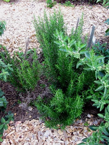 New Herb - Row 3, rosemary crop Oct 2024.jpg