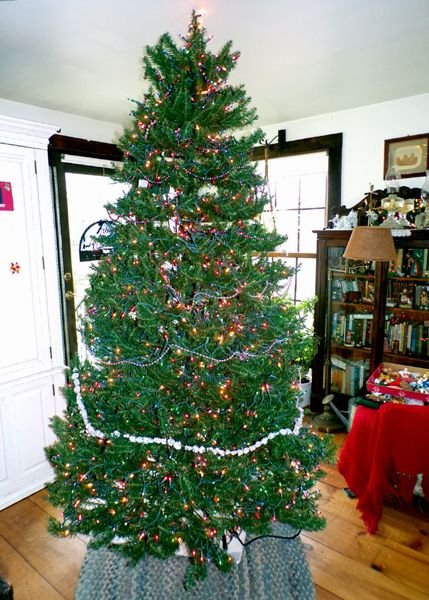 Christmas tree2 - decorations started1 crop Dec. 2022.jpg