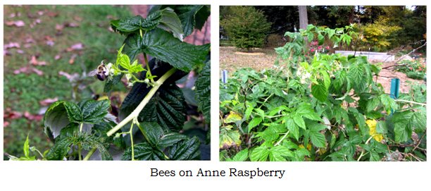 Bees on Anne raspberry collage text Oct 2024.jpg