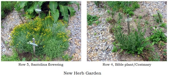 New Herb - herbs collage text crop June 2025.jpg