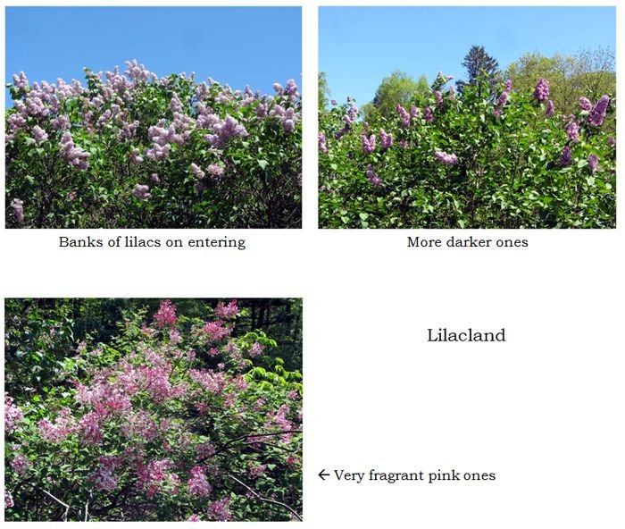 Lilacland - lilacs collage text crop May 2025.jpg