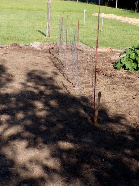 Big garden - last pea fence up crop May 2023.jpg