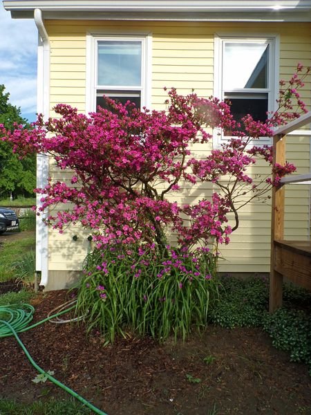 Azalea crop May 2021.jpg