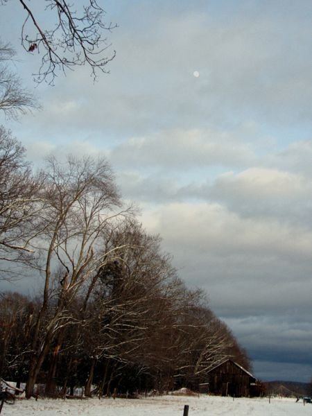 Moon and snow on trees crop Feb 2024.jpg