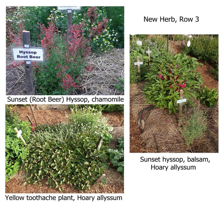 New Herb - Row 3 color text crop August 2022.jpg