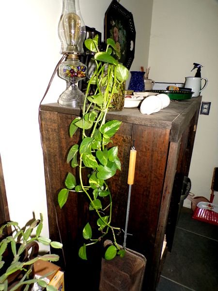 New pothos cuttings1 crop April 2023.jpg