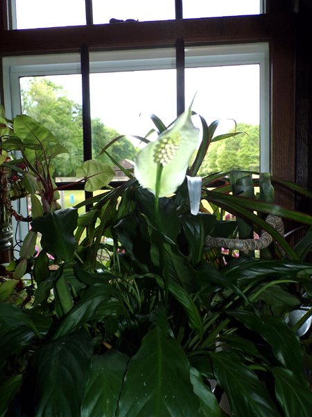 Peace lily flower crop May 2024.jpg
