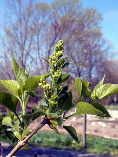 White lilac - buds crop April 2023.jpg