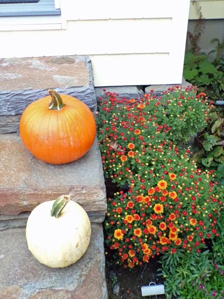 Pumpkins and mums crop Oct. 2021.jpg
