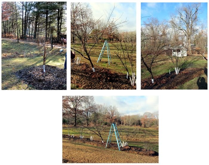 Little trees - spraying peaches collage crop Dec 2024.jpg