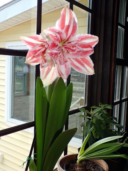 Amaryllis - 2nd bud opened crop Feb. 2023.jpg