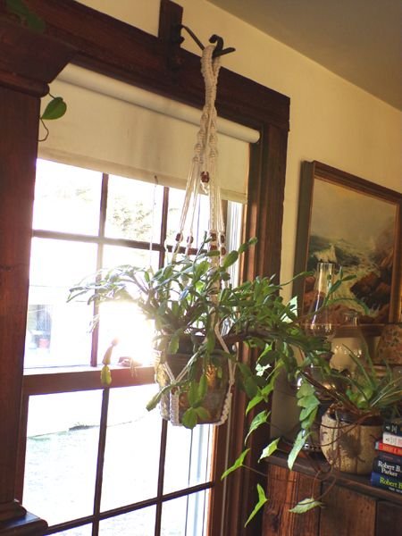 Christmas cactus - grandma, new hanger crop Feb. 2023.jpg