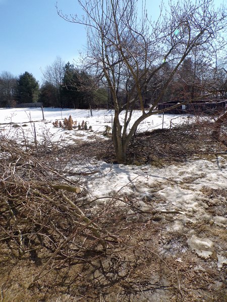 Pruning - magnolia and prunings crop March 2021.jpg