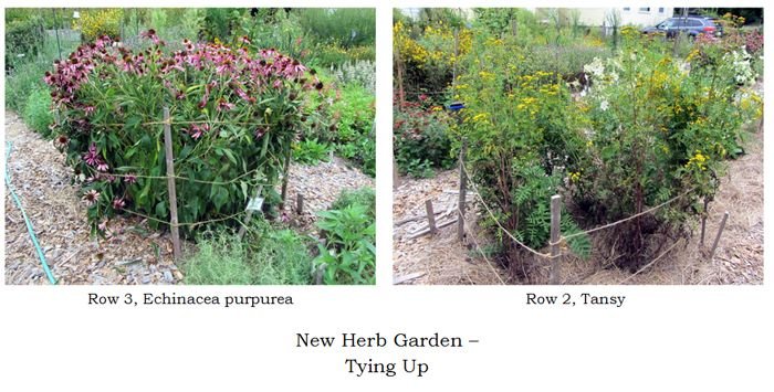 New Herb - tied up collage3 text crop August 2025.jpg