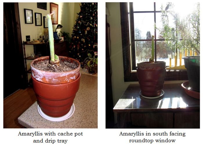 Amaryllis planting collage3 text crop Dec 2024.jpg