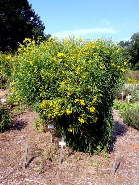 New Herb - Row 4, Sneezeweed, arnica crop August 2023.jpg