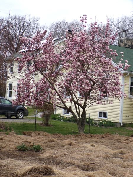 Magnolia - 3-4 open crop April 2024.jpg