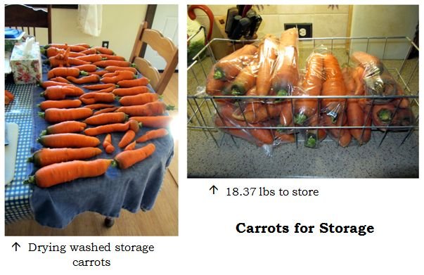 Carrots for storage collage text Oct 2024.jpg