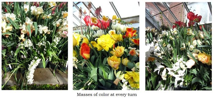 Smith Bulb Show collage2 text crop March 2025.jpg