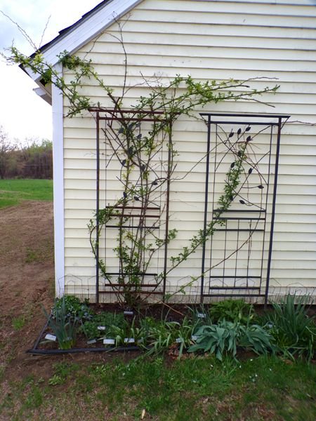 East Shed - rose, violets, tulips crop April 2023.jpg