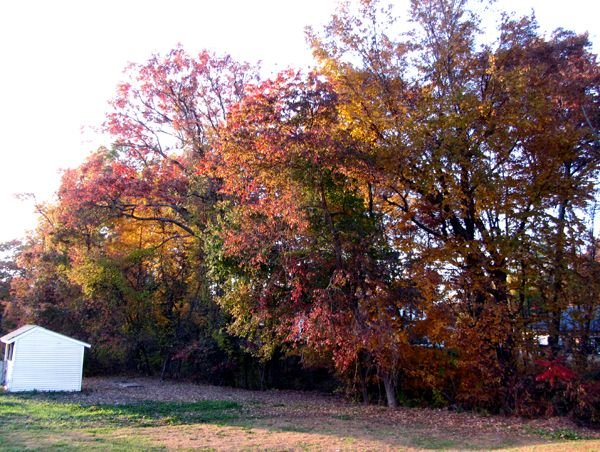 Front pasture along swamp crop Oct 2024.jpg