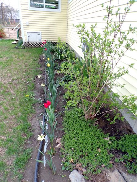 New East - mock orange, tulips, soapwort, iris crop April 2023.jpg