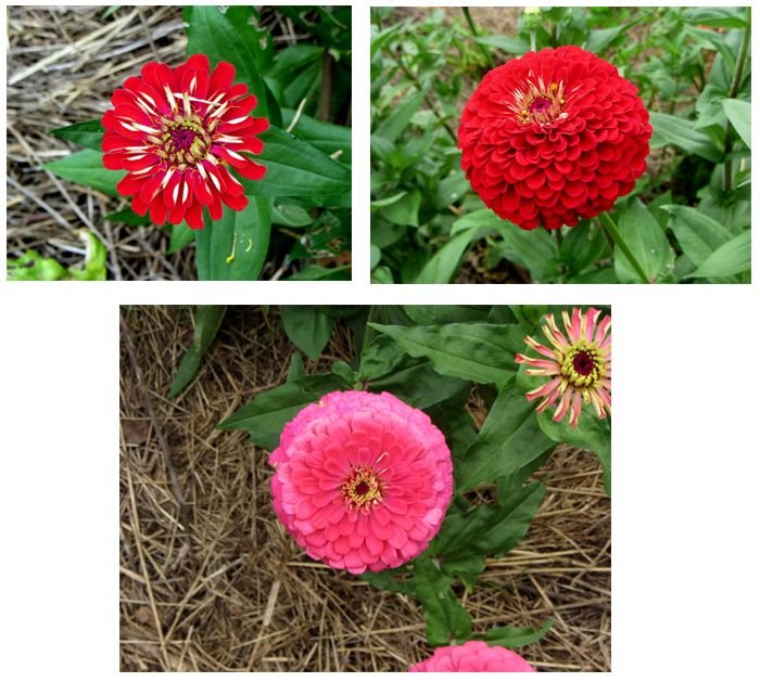 Big garden - zinnias collage crop Sept 2024.jpg