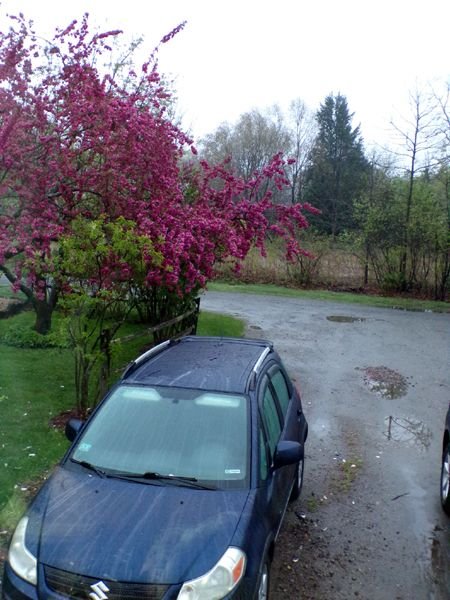 Crabapple in rain crop April 2023.jpg